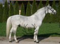 4507 Tulipán VI-37 (1988) - Lipicai